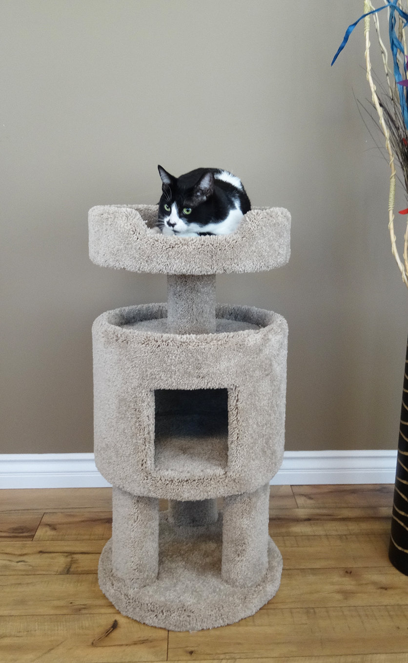 New Cat Condos 32" Premier Contemporary Cat Condo & Reviews Wayfair